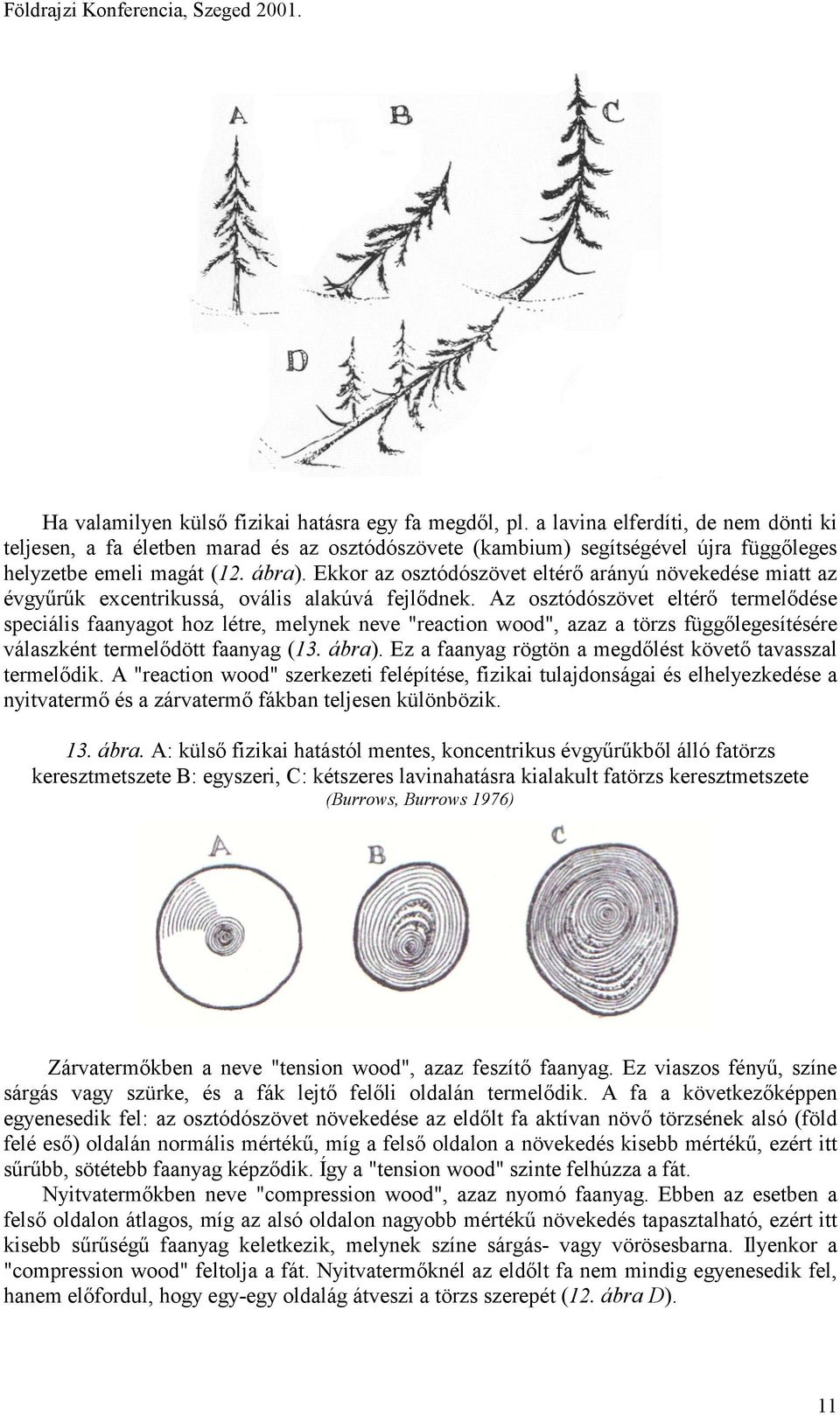 Ekkor az osztódószövet eltérő arányú növekedése miatt az évgyűrűk excentrikussá, ovális alakúvá fejlődnek.