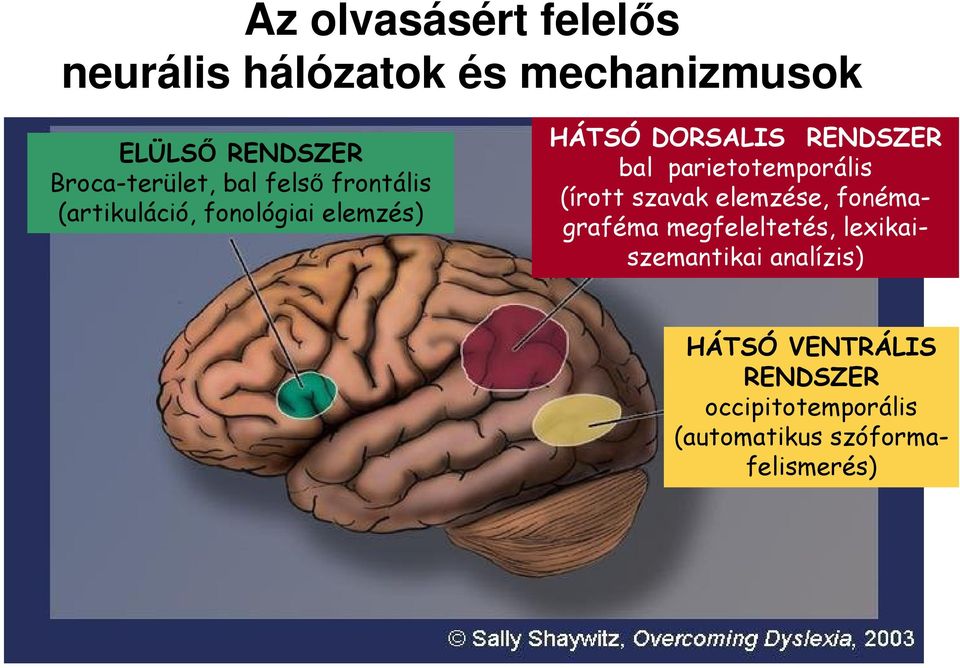 RENDSZER bal parietotemporális (írott szavak elemzése, fonémagraféma megfeleltetés,