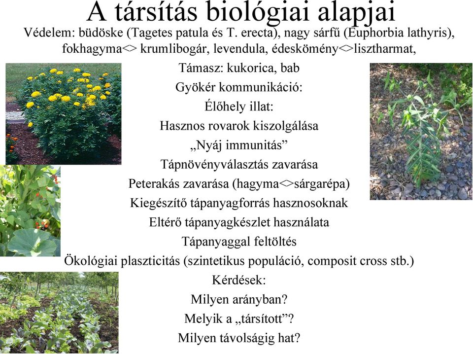 kommunikáció: Élőhely illat: Hasznos rovarok kiszolgálása Nyáj immunitás Tápnövényválasztás zavarása Peterakás zavarása (hagyma<>sárgarépa)