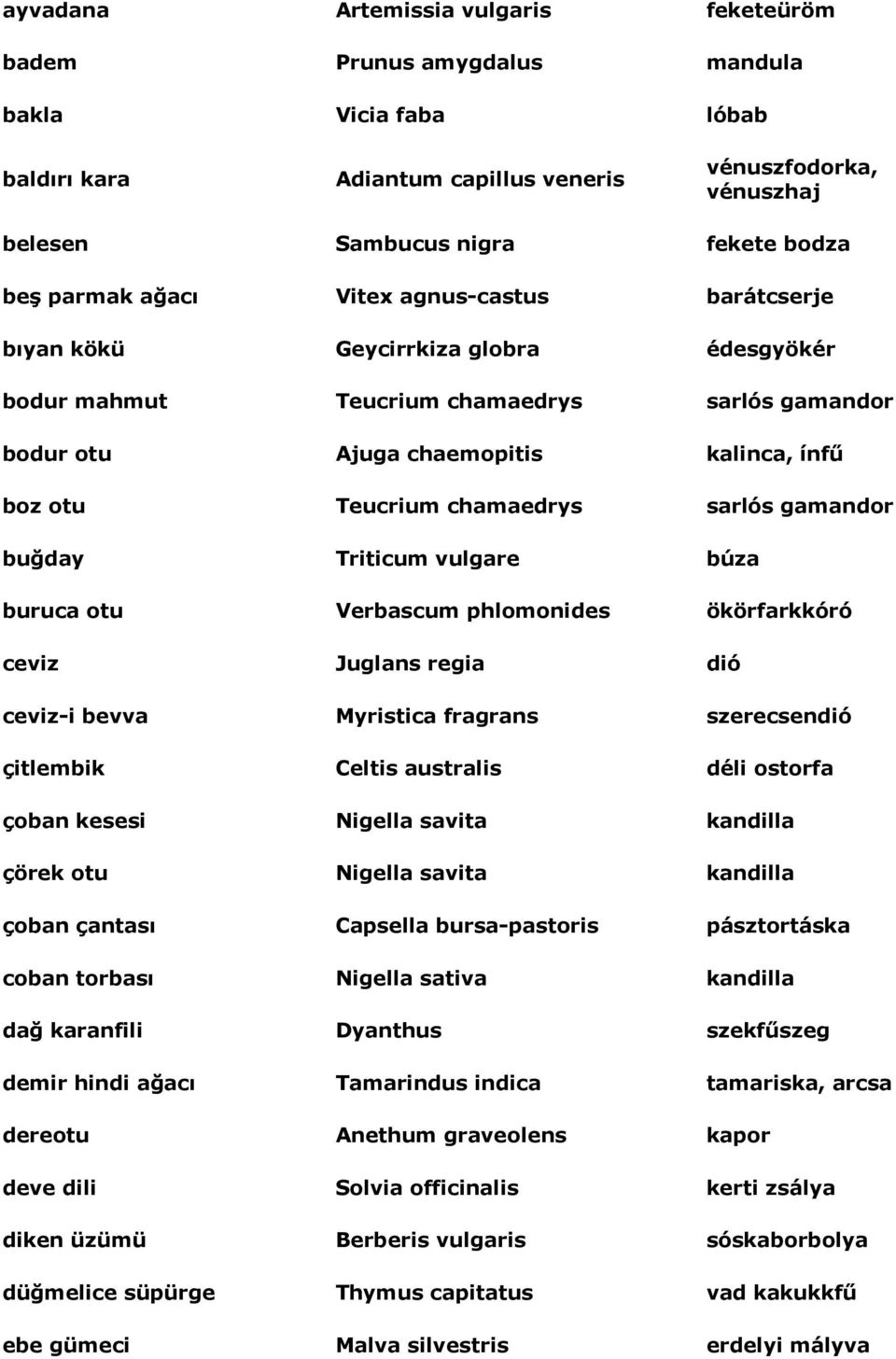 chamaedrys sarlós gamandor buğday Triticum vulgare búza buruca otu Verbascum phlomonides ökörfarkkóró ceviz Juglans regia dió ceviz-i bevva Myristica fragrans szerecsendió çitlembik Celtis australis