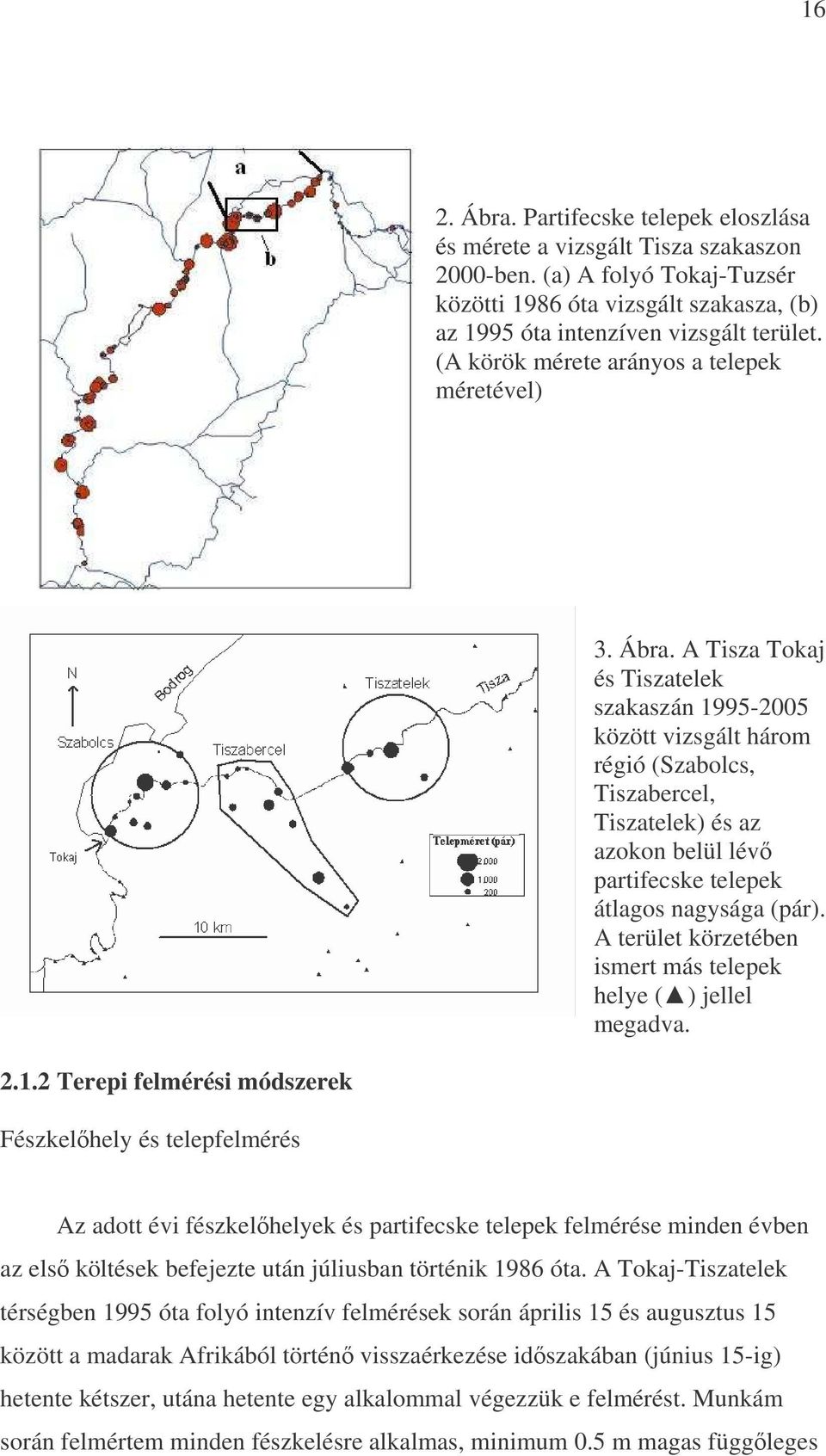 A Tisza Tokaj és Tiszatelek szakaszán 1995-2005 között vizsgált három régió (Szabolcs, Tiszabercel, Tiszatelek) és az azokon belül lév partifecske telepek átlagos nagysága (pár).