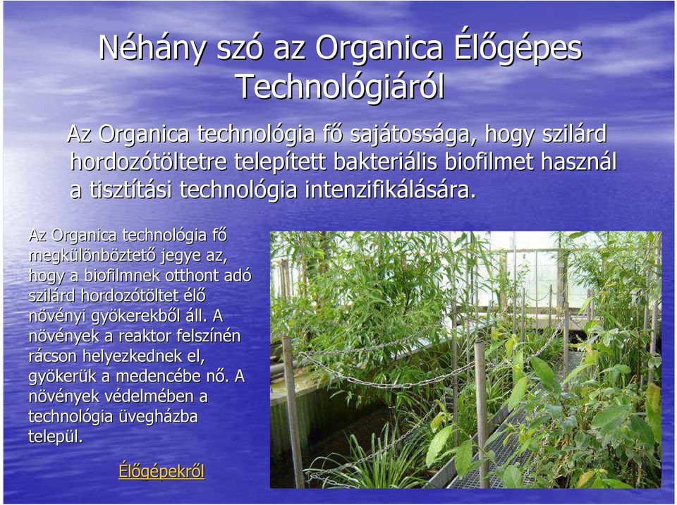 Az Organica technológia főf megkülönb nböztető jegye az, hogy a biofilmnek otthont adó szilárd hordozótöltet élő növényi nyi gyökerekb