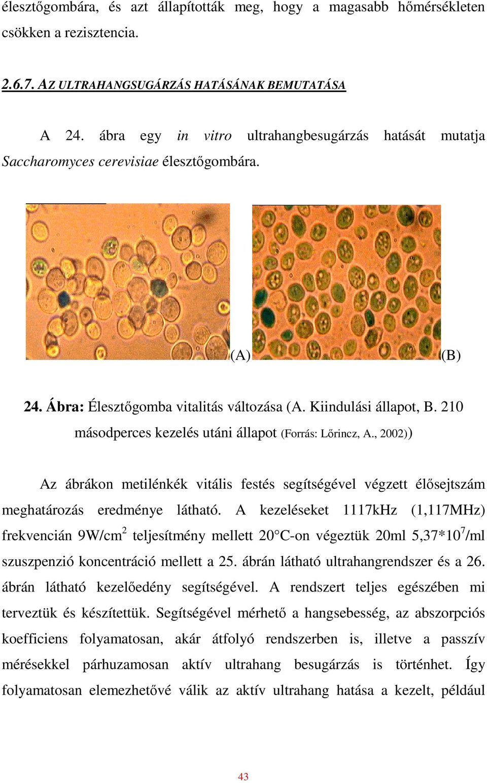 210 másodperces kezelés utáni állapot (Forrás: Lırincz, A., 2002)) Az ábrákon metilénkék vitális festés segítségével végzett élısejtszám meghatározás eredménye látható.