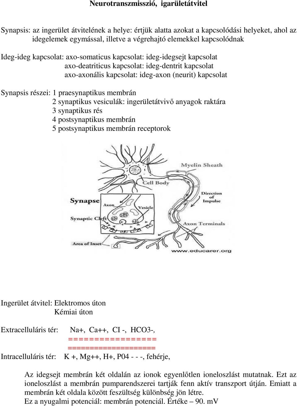 praesynaptikus membrán 2 synaptikus vesiculák: ingerületátvivő anyagok raktára 3 synaptikus rés 4 postsynaptikus membrán 5 postsynaptikus membrán receptorok Ingerület átvitel: Elektromos úton Kémiai