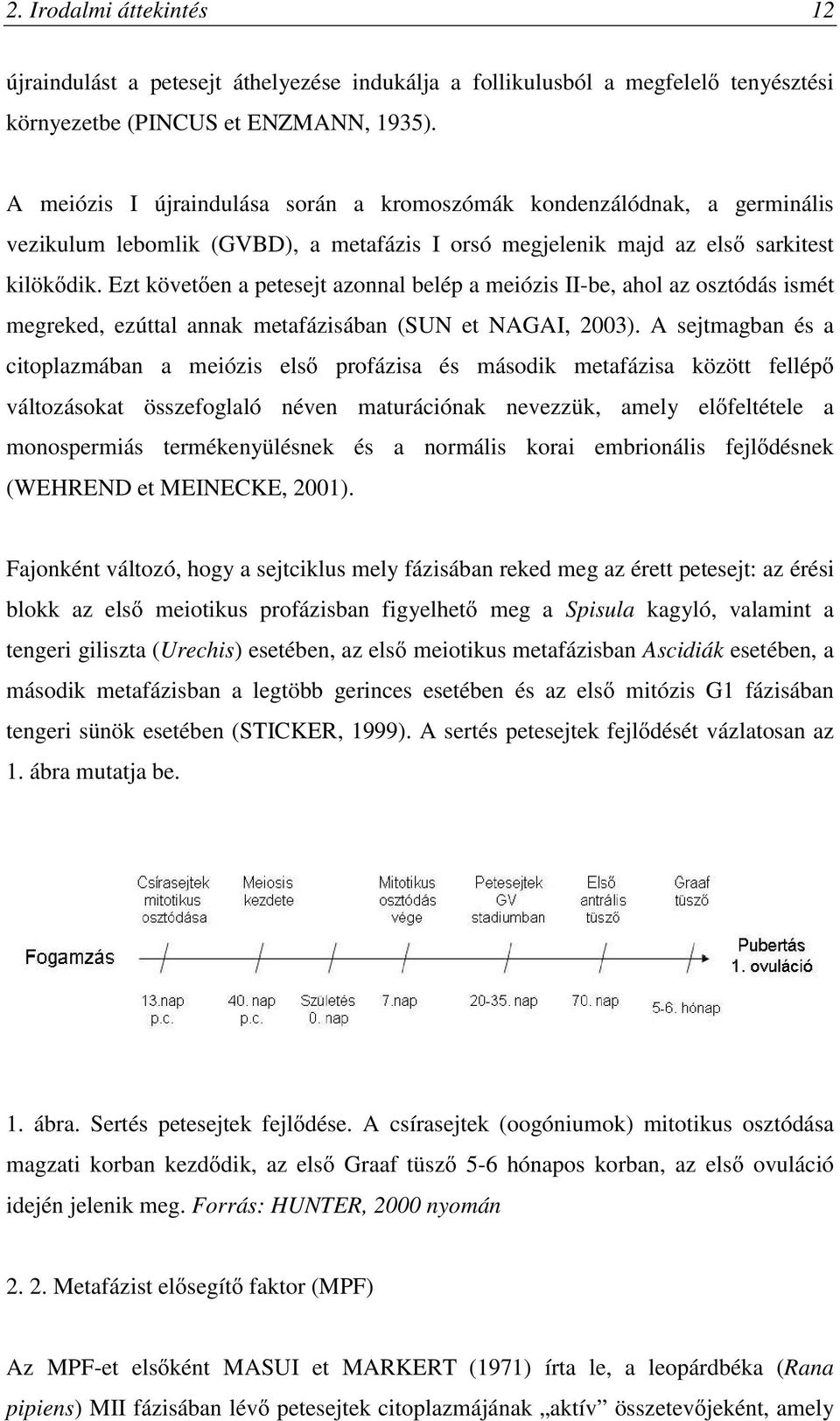 Ezt követően a petesejt azonnal belép a meiózis II-be, ahol az osztódás ismét megreked, ezúttal annak metafázisában (SUN et NAGAI, 2003).