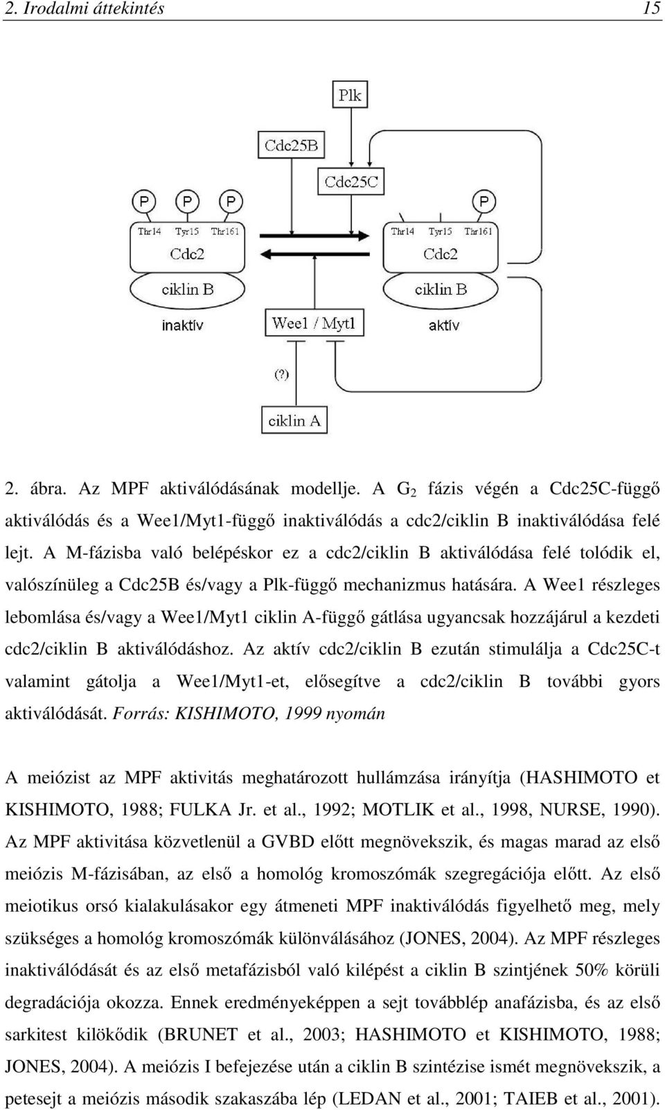 A Wee1 részleges lebomlása és/vagy a Wee1/Myt1 ciklin A-függő gátlása ugyancsak hozzájárul a kezdeti cdc2/ciklin B aktiválódáshoz.