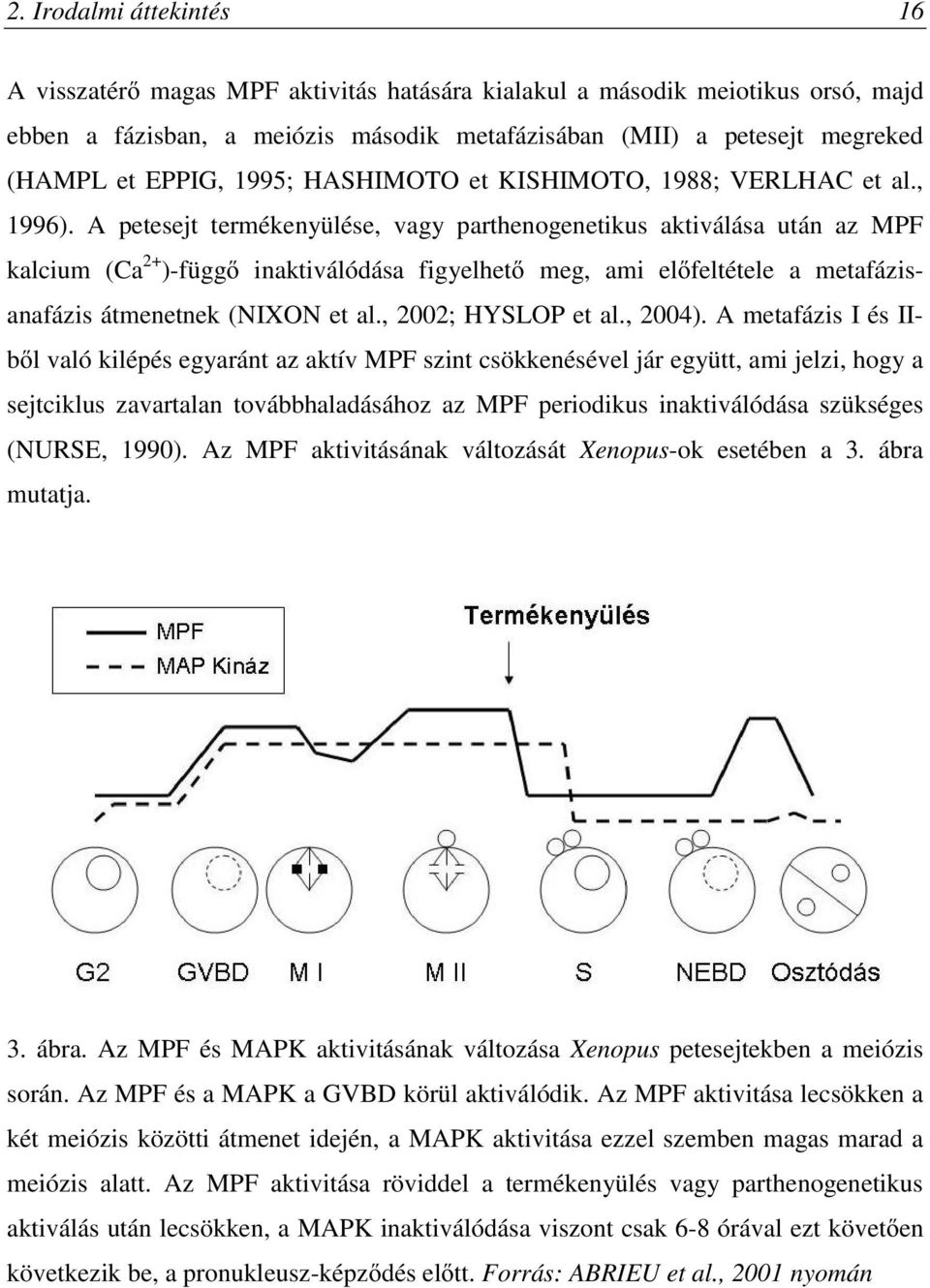 A petesejt termékenyülése, vagy parthenogenetikus aktiválása után az MPF kalcium (Ca 2+ )-függő inaktiválódása figyelhető meg, ami előfeltétele a metafázisanafázis átmenetnek (NIXON et al.