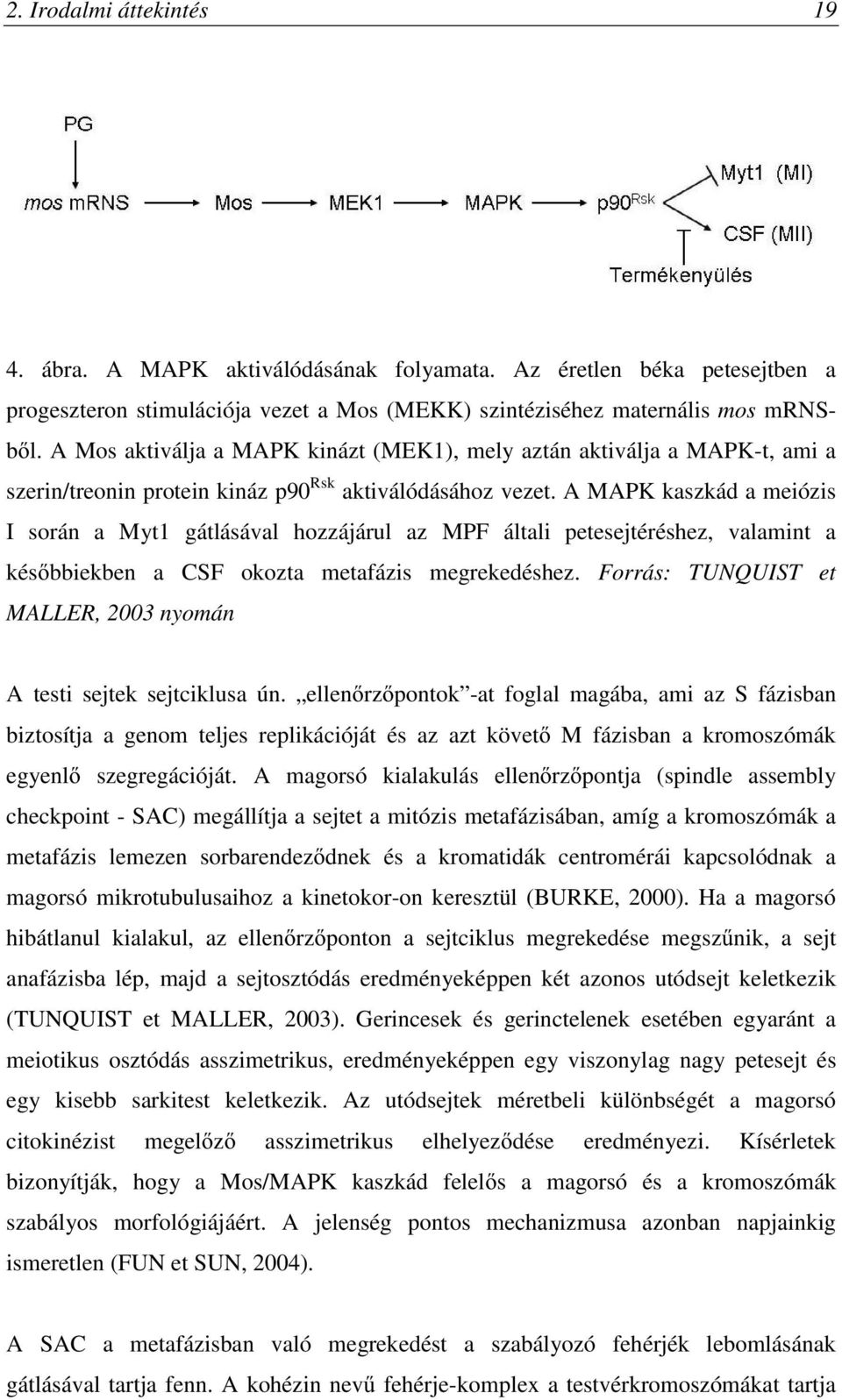 A MAPK kaszkád a meiózis I során a Myt1 gátlásával hozzájárul az MPF általi petesejtéréshez, valamint a későbbiekben a CSF okozta metafázis megrekedéshez.