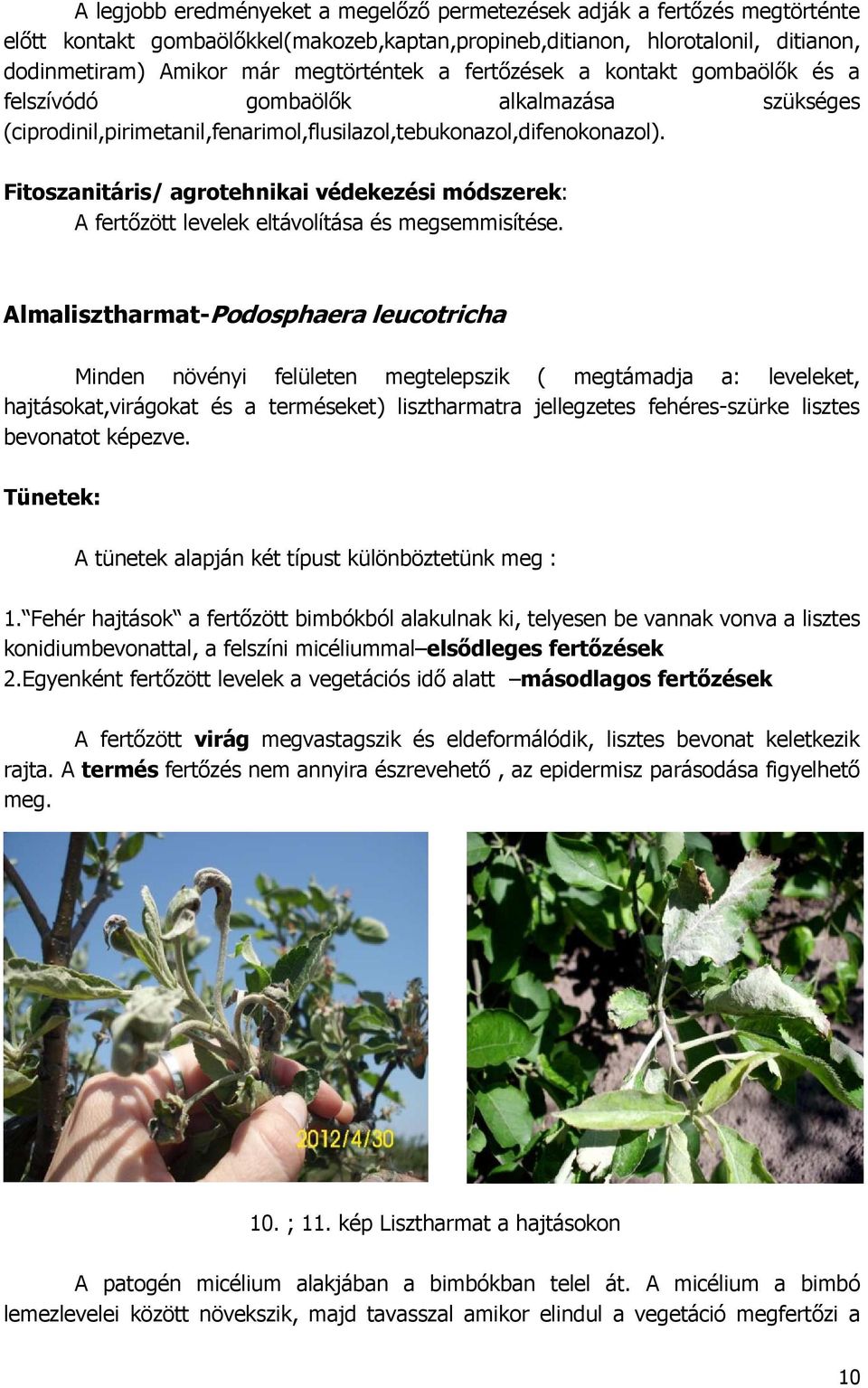 Fitoszanitáris/ agrotehnikai védekezési módszerek: A fertızött levelek eltávolítása és megsemmisítése.
