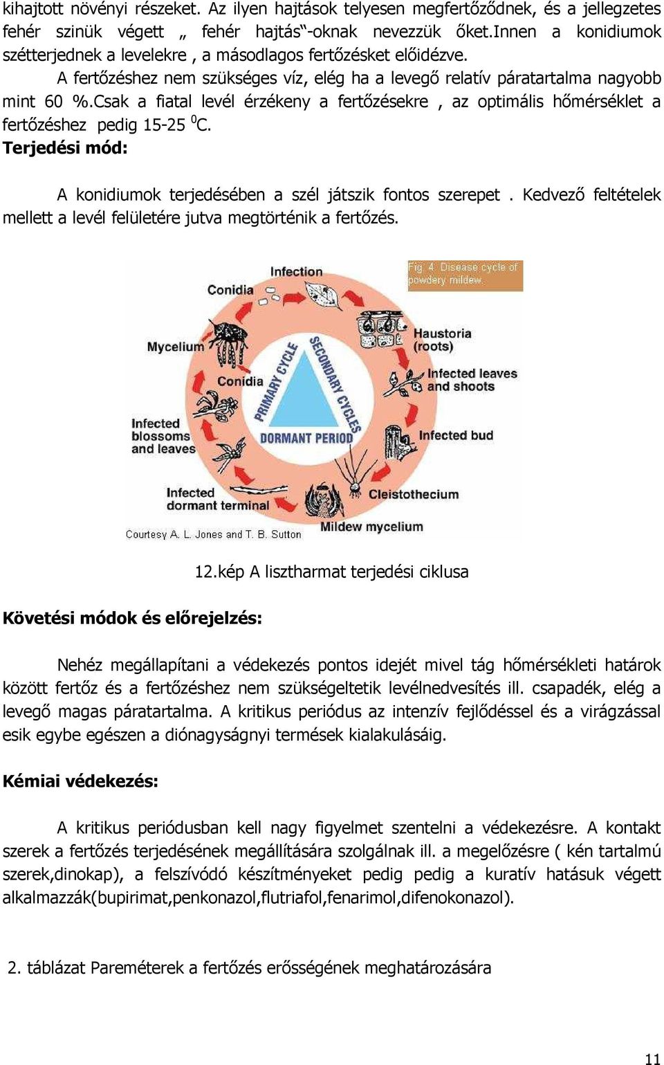 Csak a fiatal levél érzékeny a fertızésekre, az optimális hımérséklet a fertızéshez pedig 15-25 0 C. Terjedési mód: A konidiumok terjedésében a szél játszik fontos szerepet.