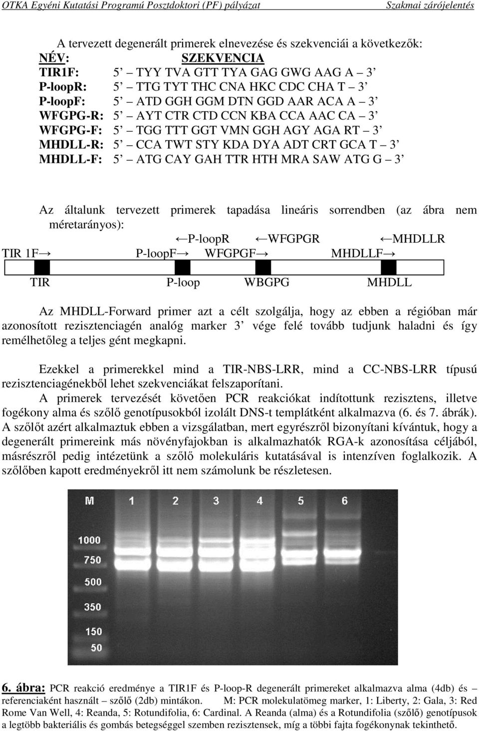 Az általunk tervezett primerek tapadása lineáris sorrendben (az ábra nem méretarányos): P-loopR WFGPGR MHDLLR TIR 1F P-loopF WFGPGF MHDLLF TIR P-loop WBGPG MHDLL Az MHDLL-Forward primer azt a célt