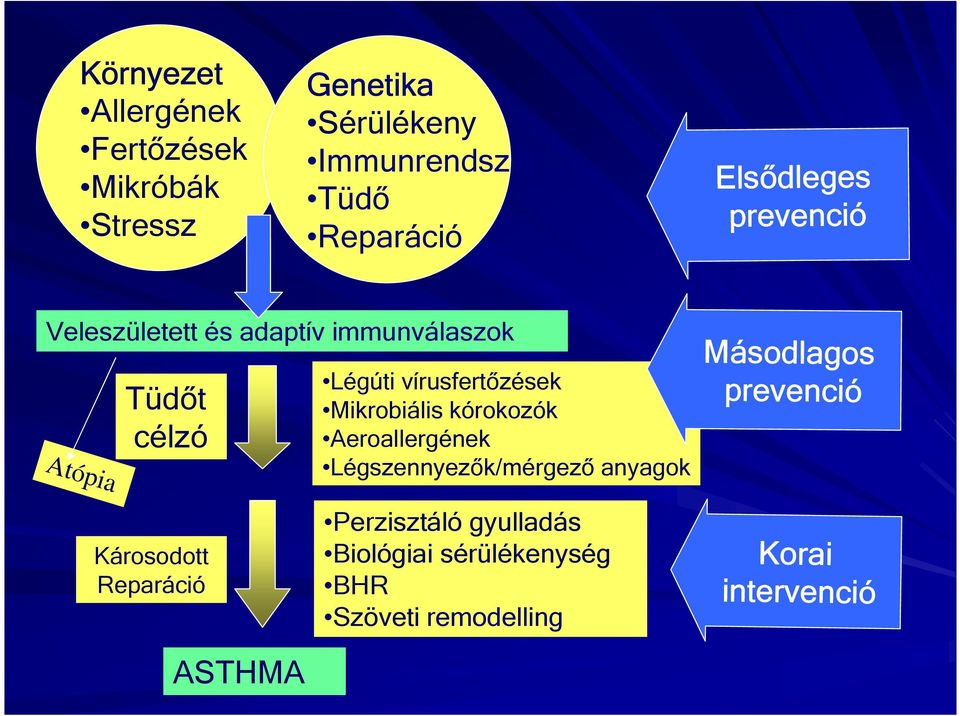 immunválaszok Tüdőt célzó Légúti vírusfertőzések Mikrobiális kórokozók Aeroallergének