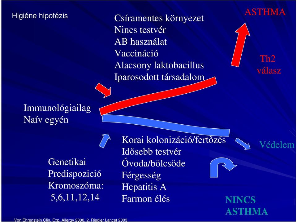 kolonizáció/fertızés Idısebb testvér Védelem Genetikai Predispozició Kromoszóma: 5,6,11,12,14