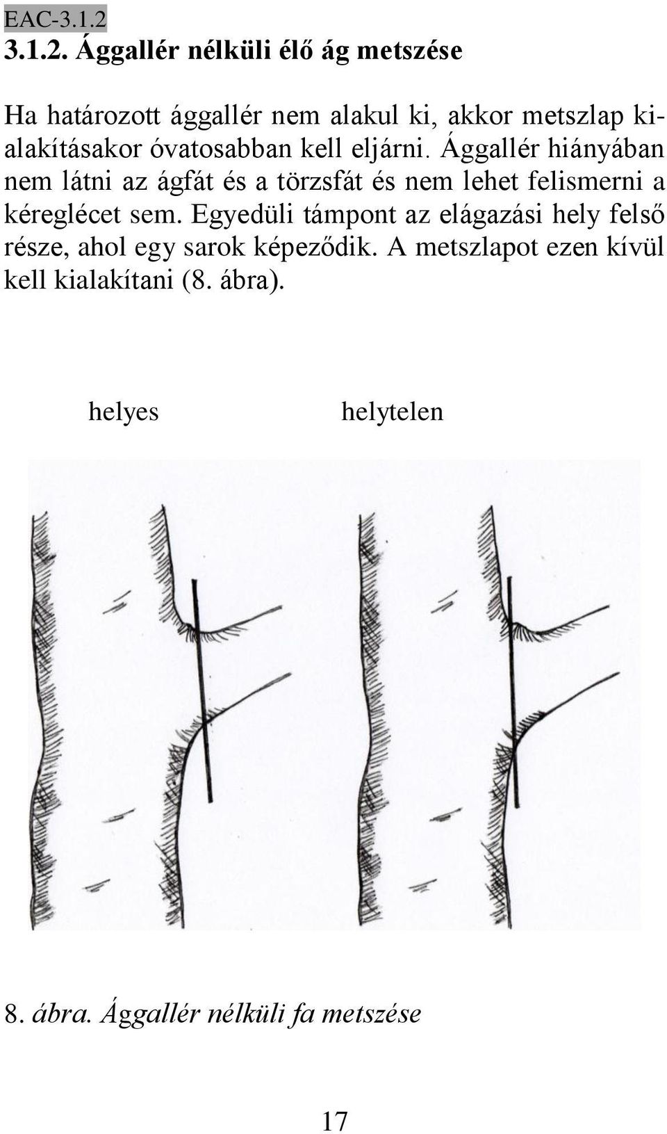 Ággallér nélküli élő ág metszése Ha határozott ággallér nem alakul ki, akkor metszlap kialakításakor