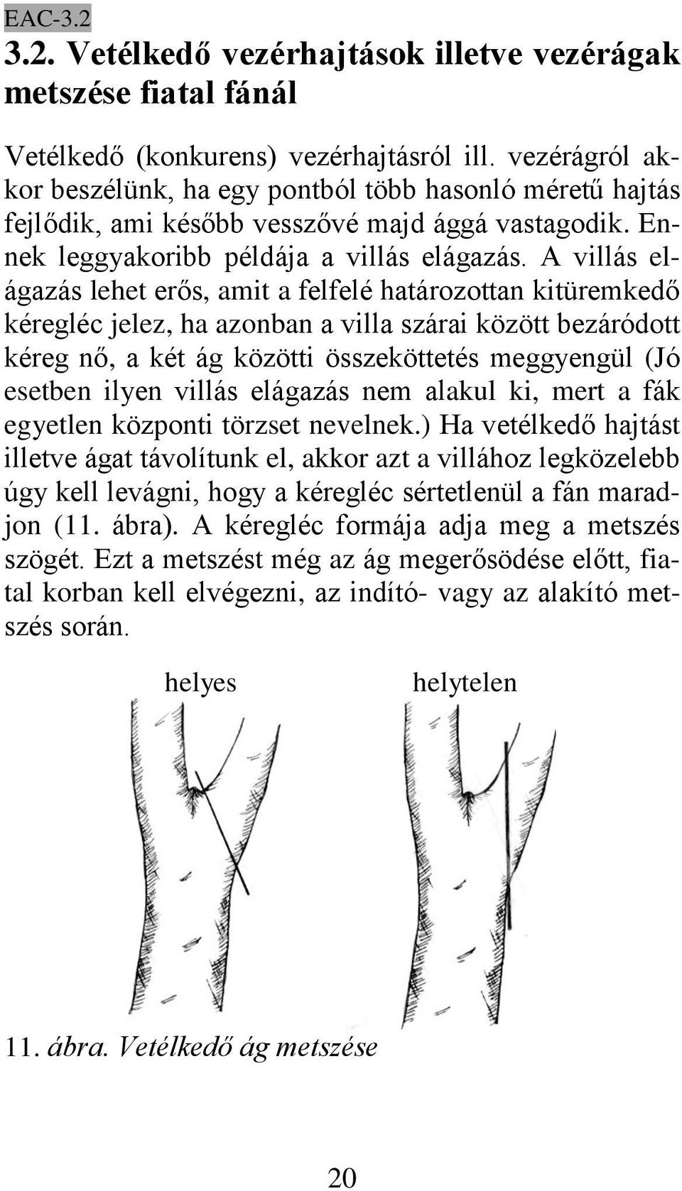 A villás elágazás lehet erős, amit a felfelé határozottan kitüremkedő kéregléc jelez, ha azonban a villa szárai között bezáródott kéreg nő, a két ág közötti összeköttetés meggyengül (Jó esetben ilyen