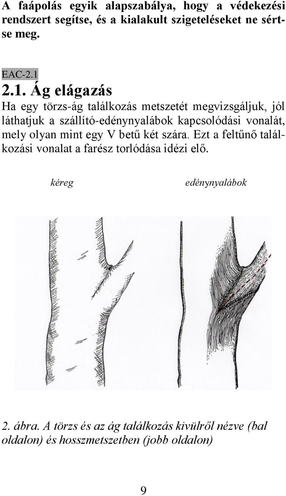 kapcsolódási vonalát, mely olyan mint egy V betű két szára.