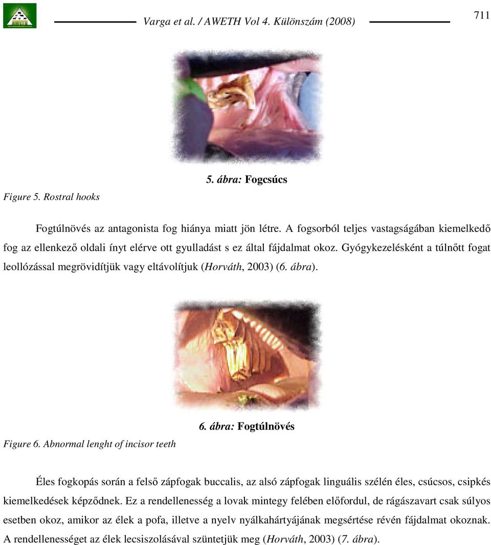 Gyógykezelésként a túlnıtt fogat leollózással megrövidítjük vagy eltávolítjuk (Horváth, 2003) (6. ábra). Figure 6. Abnormal lenght of incisor teeth 6.