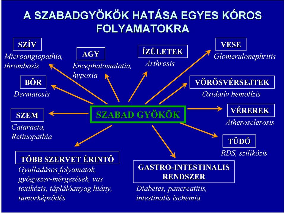 toxikózis, táplálóanyag hiány, tumorképződés ÍZÜLETEK Arthrosis SZABAD GYÖKÖK GASTR-INTESTINALIS RENDSZER Diabetes,