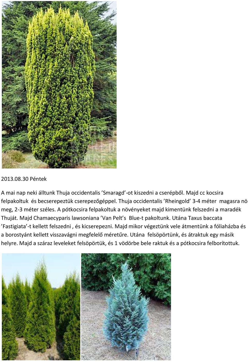 Majd Chamaecyparis lawsoniana Van Pelt s Blue-t pakoltunk. Utána Taxus baccata Fastigiata -t kellett felszedni, és kicserepezni.