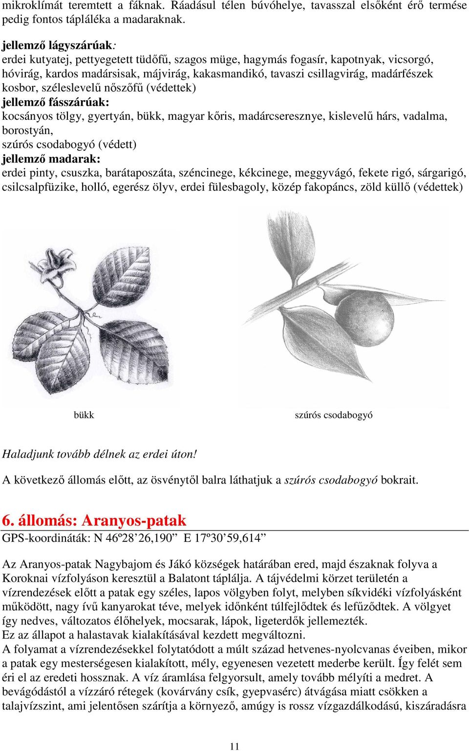 kosbor, széleslevelő nıszıfő (védettek) jellemzı fásszárúak: kocsányos tölgy, gyertyán, bükk, magyar kıris, madárcseresznye, kislevelő hárs, vadalma, borostyán, szúrós csodabogyó (védett) jellemzı