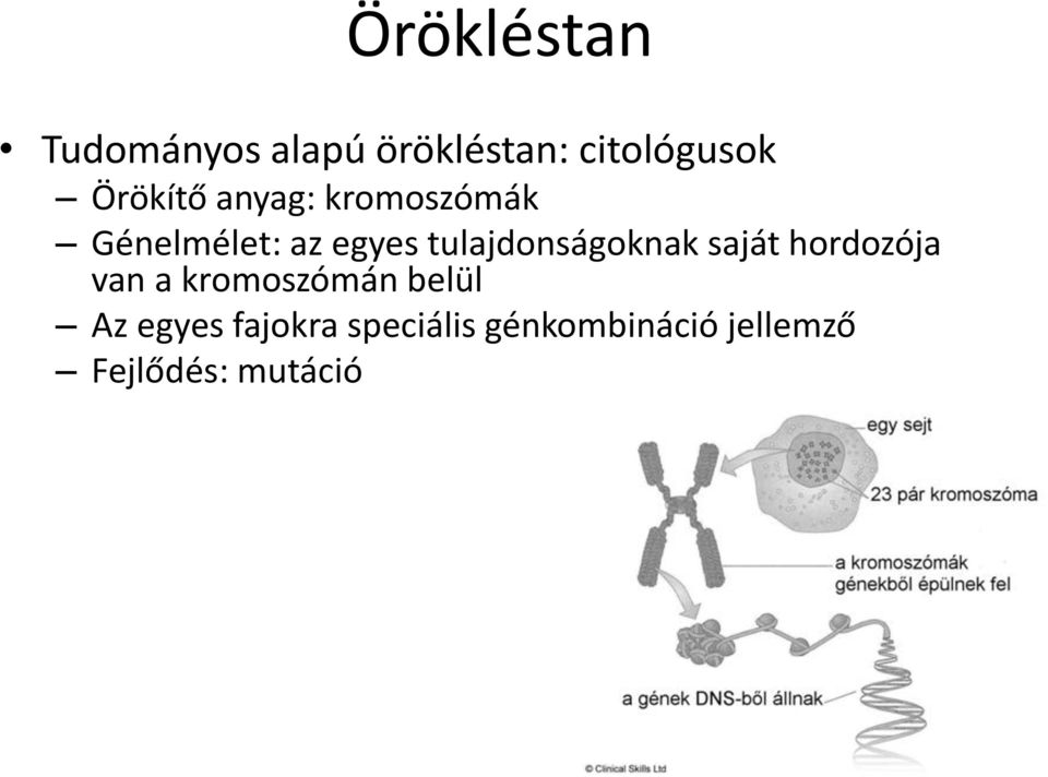tulajdonságoknak saját hordozója van a kromoszómán