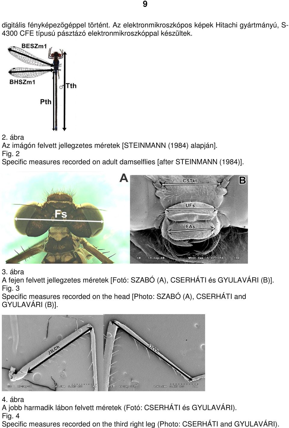 ábra A fejen felvett jellegzetes méretek [Fotó: SZABÓ (A), CSERHÁTI és GYULAVÁRI (B)]. Fig.
