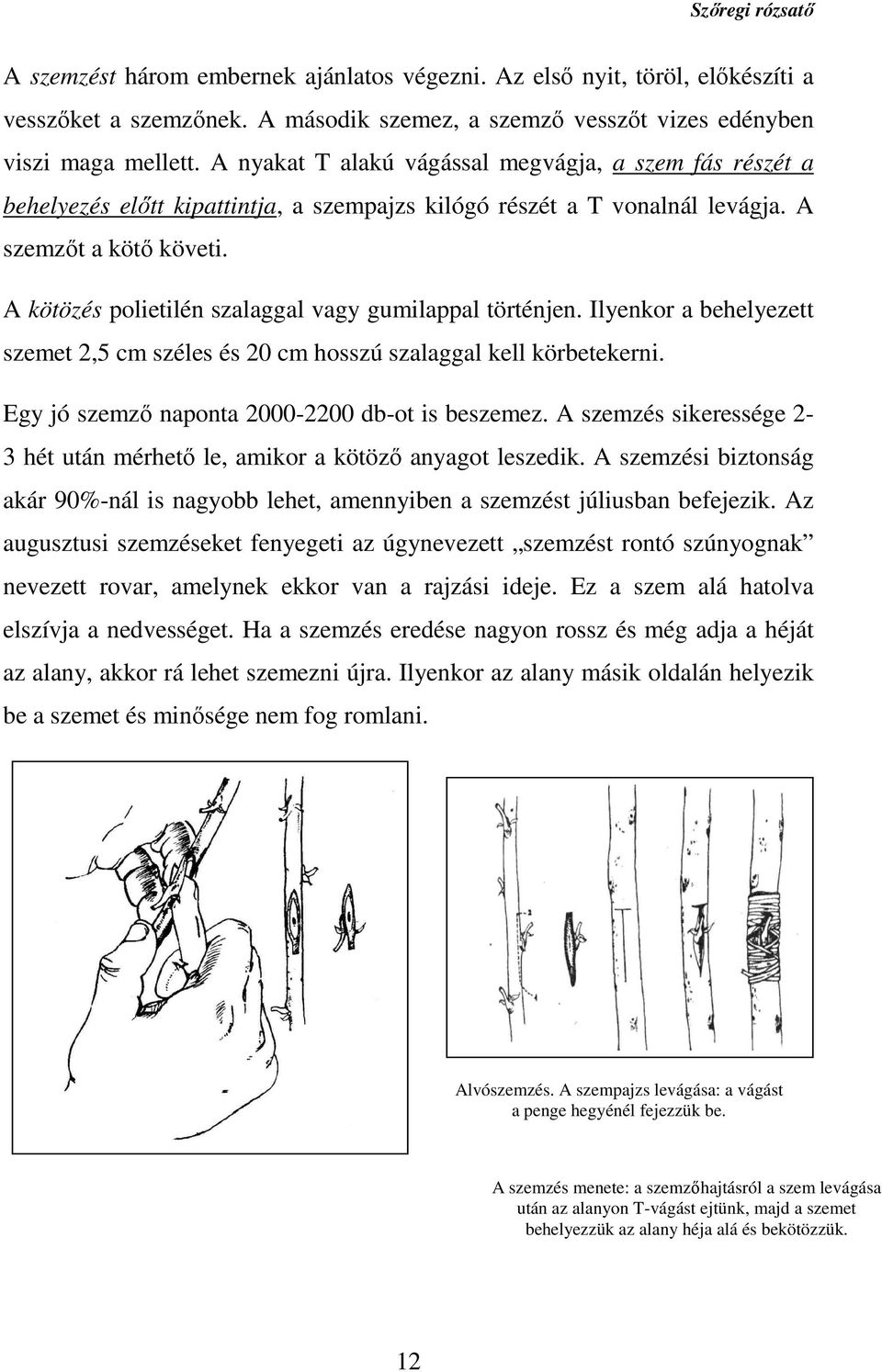 A kötözés polietilén szalaggal vagy gumilappal történjen. Ilyenkor a behelyezett szemet 2,5 cm széles és 20 cm hosszú szalaggal kell körbetekerni. Egy jó szemző naponta 2000-2200 db-ot is beszemez.