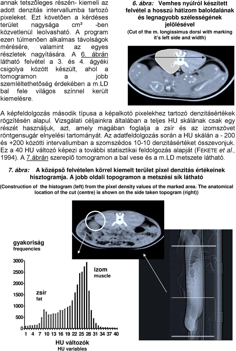 ágyéki csigolya között készült, ahol a tomogramon a jobb szemléltethetõség érdekében a m.ld bal fele világos színnel került kiemelésre. 6.