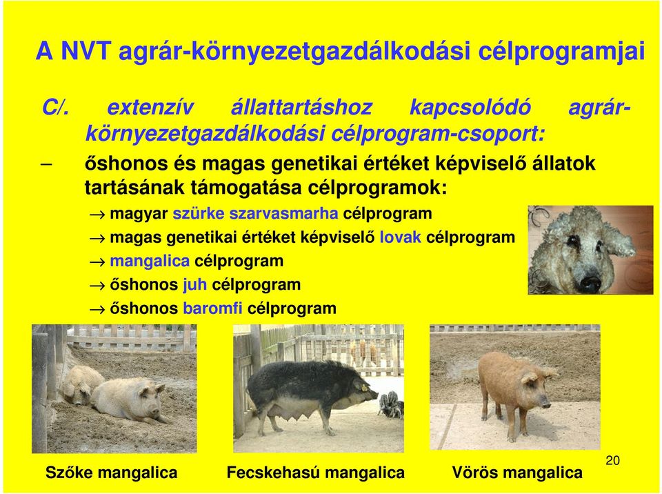 értéket képviselő állatok tartásának támogatása célprogramok: magyar szürke szarvasmarha célprogram magas