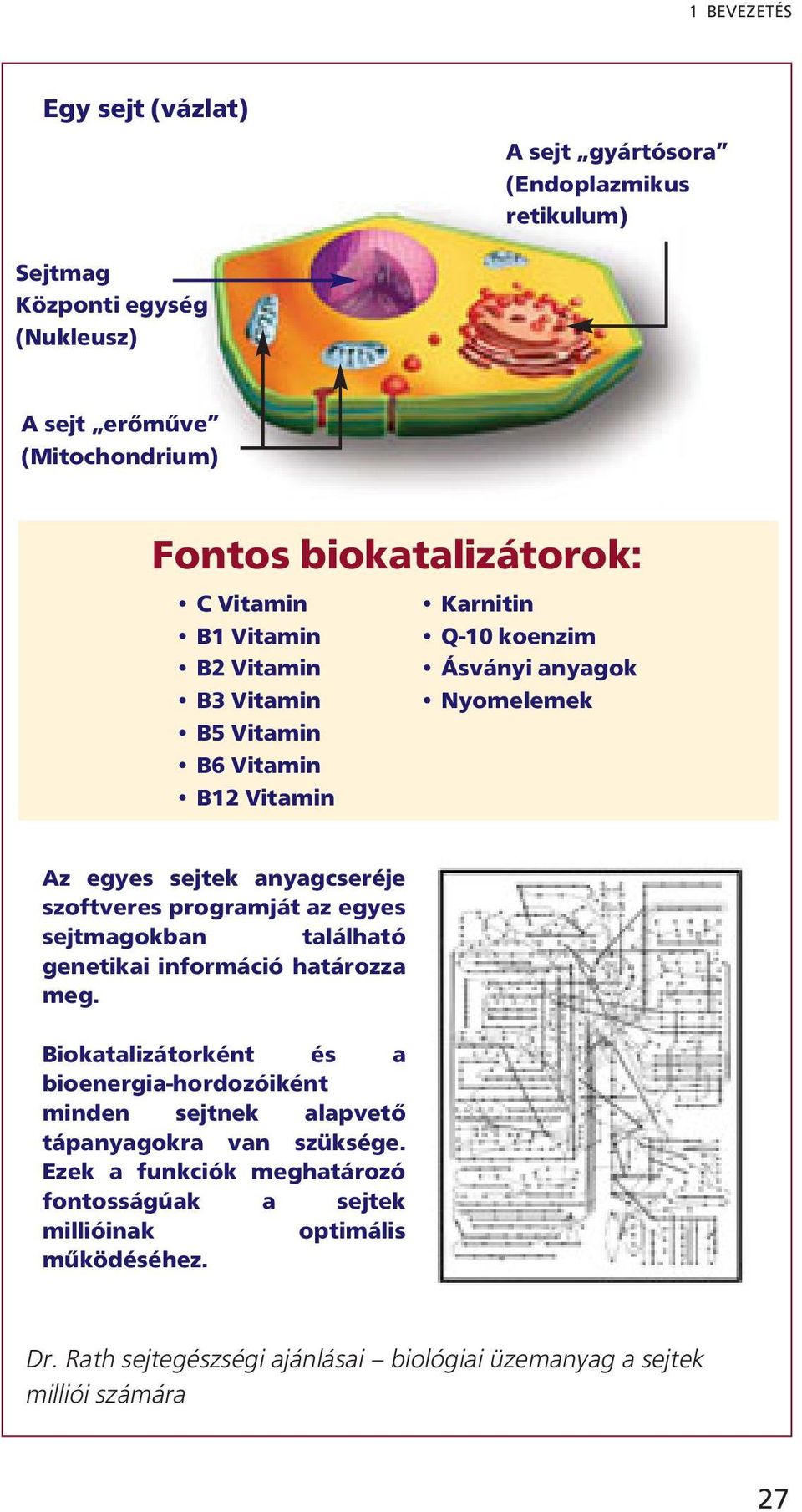 programját az egyes sejtmagokban található genetikai információ határozza meg.