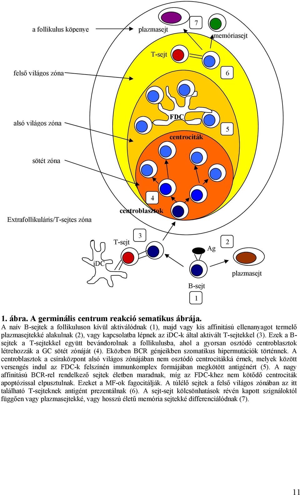 A naív B-sejtek a follikuluson kívül aktiválódnak (1), majd vagy kis affinitású ellenanyagot termelő plazmasejtekké alakulnak (2), vagy kapcsolatba lépnek az idc-k által aktivált T-sejtekkel (3).