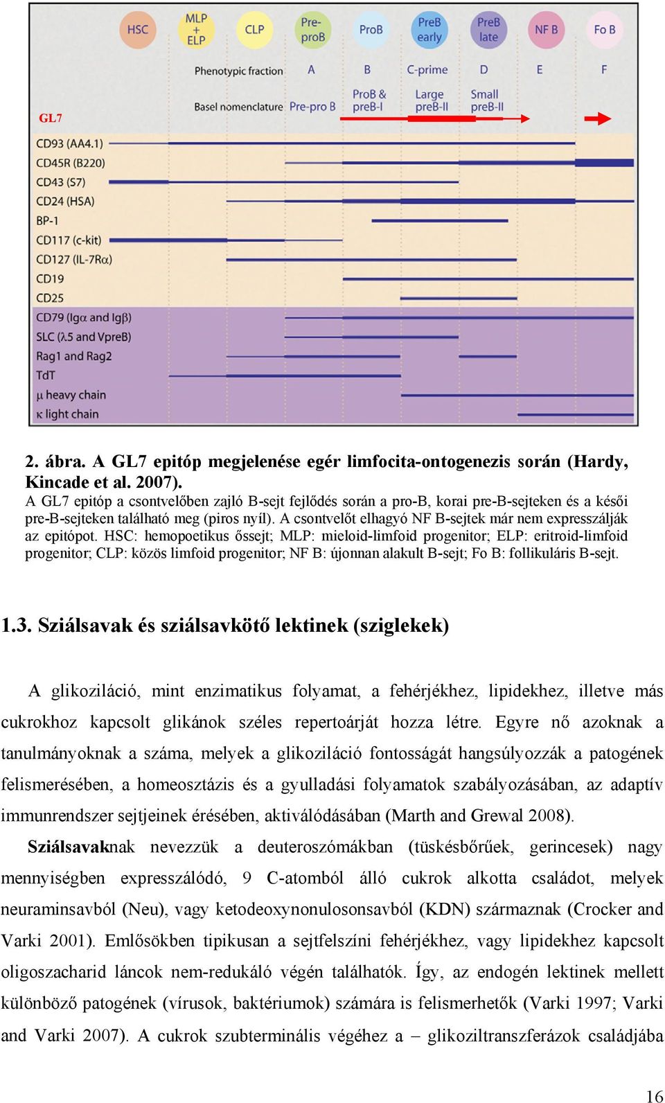 A csontvelőt elhagyó NF B-sejtek már nem expresszálják az epitópot.