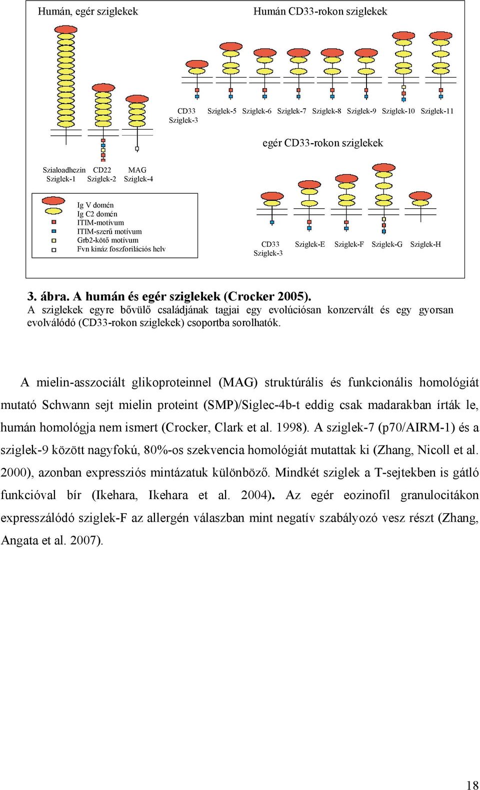 A humán és egér sziglekek (Crocker 2005). A sziglekek egyre bővülő családjának tagjai egy evolúciósan konzervált és egy gyorsan evolválódó (CD33-rokon sziglekek) csoportba sorolhatók.