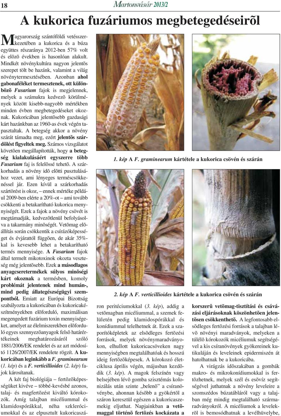 Azonban ahol gabonaféléket termesztenek, ott különbözõ Fusarium fajok is megjelennek, melyek a számukra kedvezõ körülmények között kisebb-nagyobb mértékben minden évben megbetegedéseket okoznak.