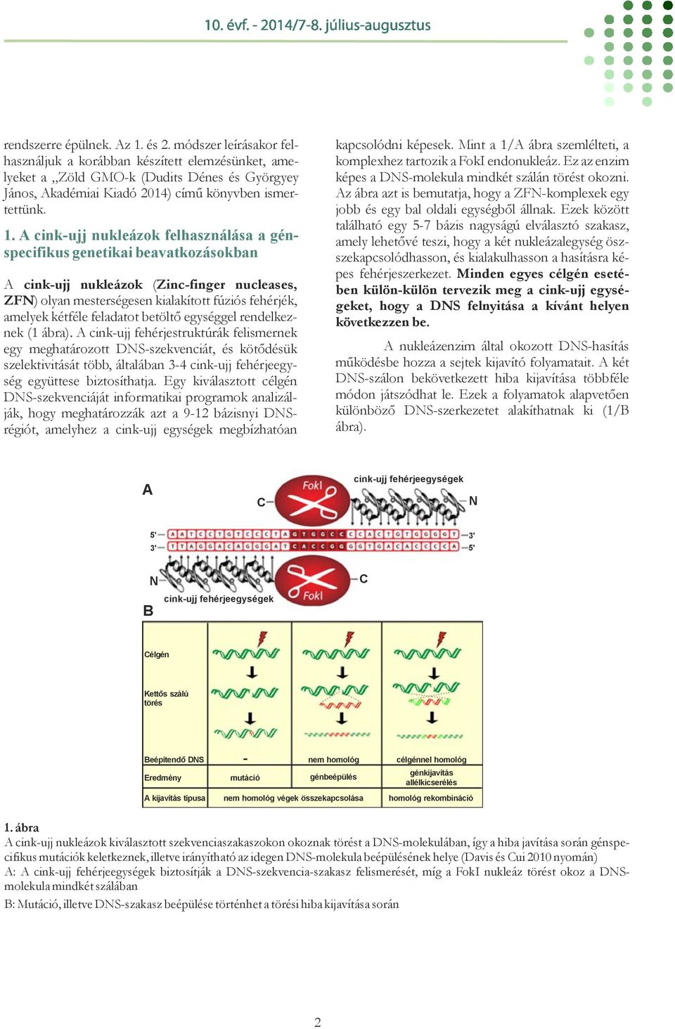 A cink-ujj nukleázok felhasználása a génspecifikus genetikai beavatkozásokban A cink-ujj nukleázok ( Zinc-finger nucleases, ZFN) olyan mesterségesen kialakított fúziós fehérjék, amelyek kétféle