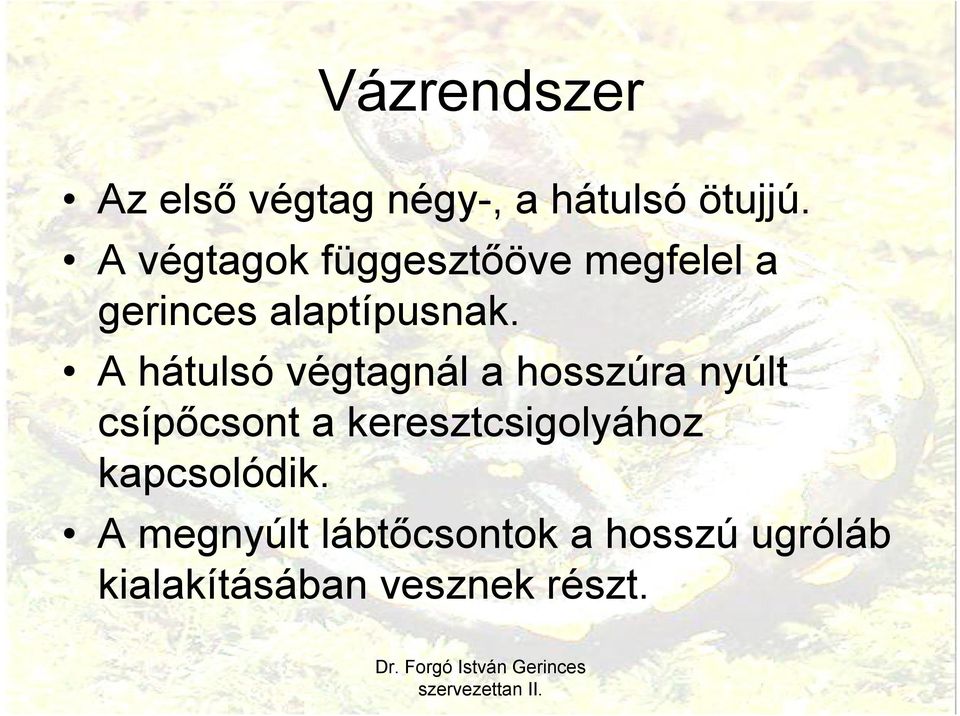 A hátulsó végtagnál a hosszúra nyúlt csípőcsont a