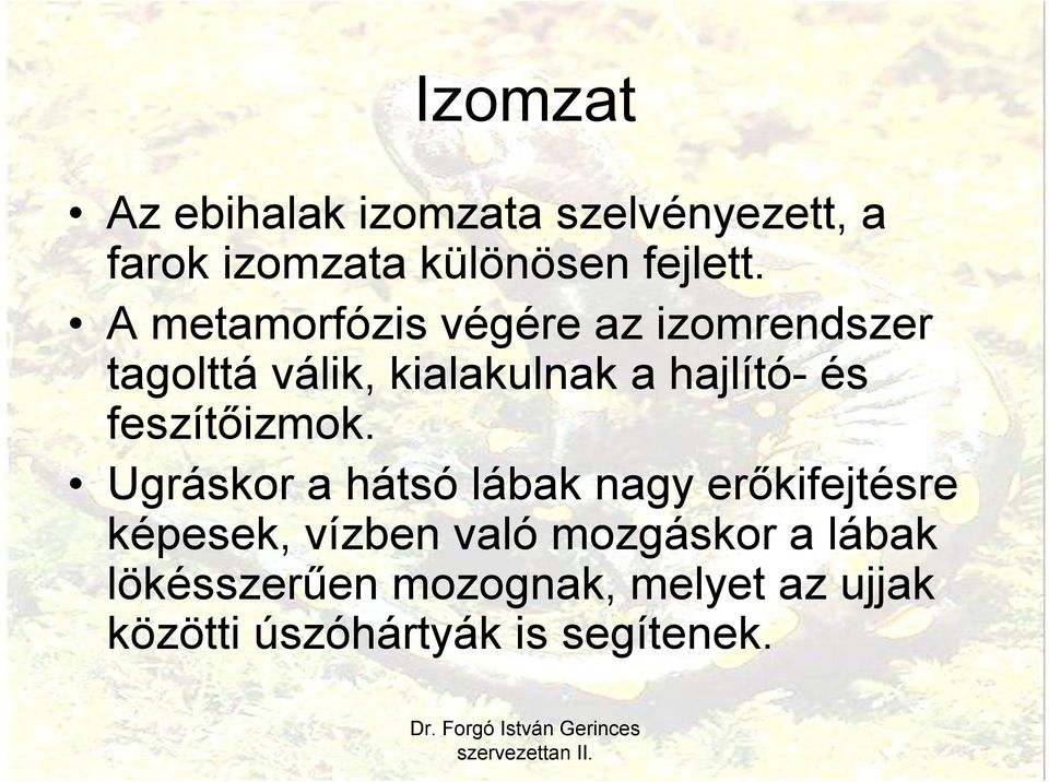 feszítőizmok.