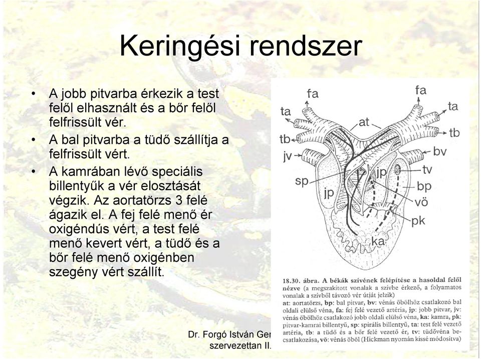 A kamrában lévő speciális billentyűk a vér elosztását végzik.