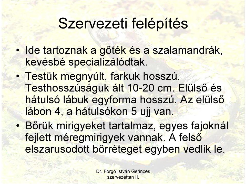 Elülső és hátulsó lábuk egyforma hosszú. Az elülső lábon 4, a hátulsókon 5 ujj van.