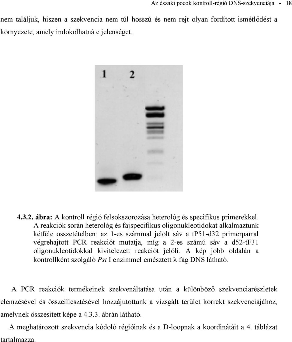 A reakciók során heterológ és fajspecifikus oligonukleotidokat alkalmaztunk kétféle összetételben: az 1-es számmal jelölt sáv a tp51-d32 primerpárral végrehajtott PCR reakciót mutatja, míg a 2-es