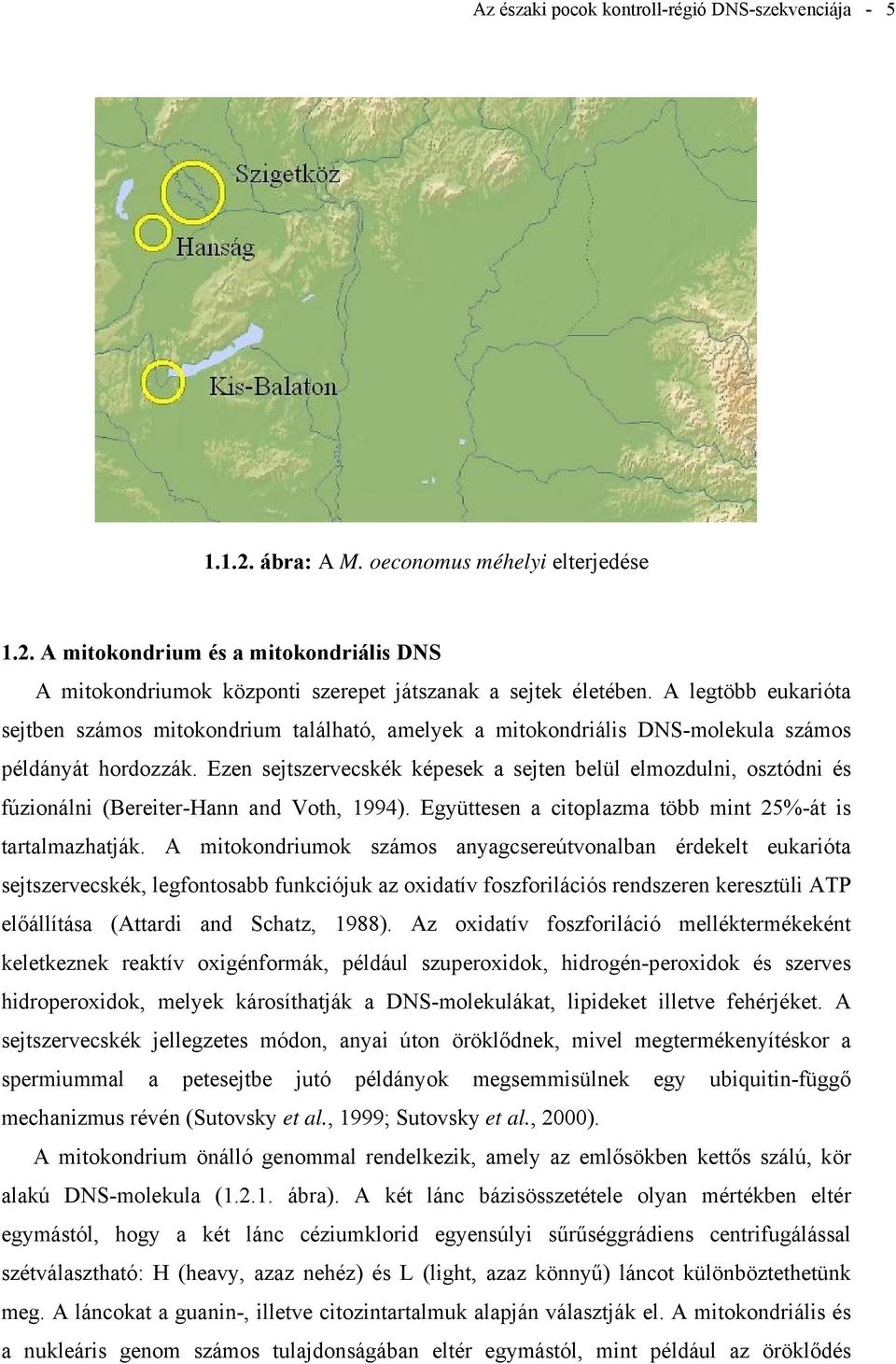 Ezen sejtszervecskék képesek a sejten belül elmozdulni, osztódni és fúzionálni (Bereiter-Hann and Voth, 1994). Együttesen a citoplazma több mint 25%-át is tartalmazhatják.