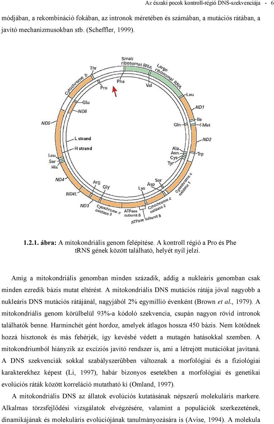 Amíg a mitokondriális genomban minden századik, addig a nukleáris genomban csak minden ezredik bázis mutat eltérést.