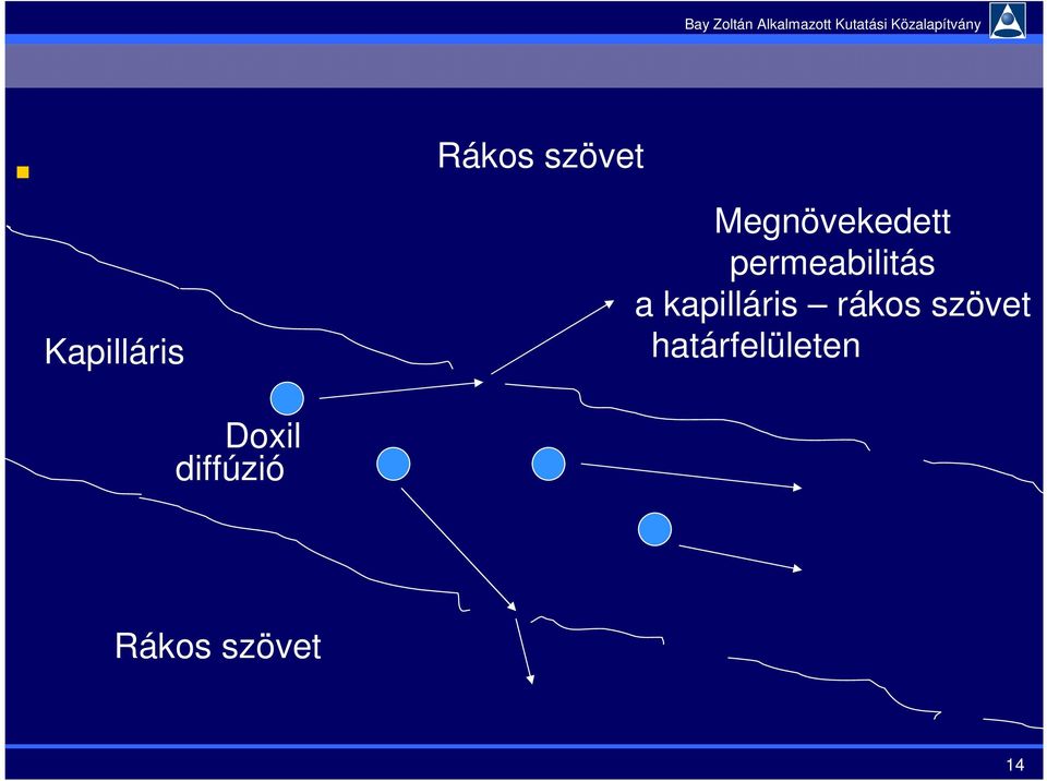 kapilláris rákos szövet