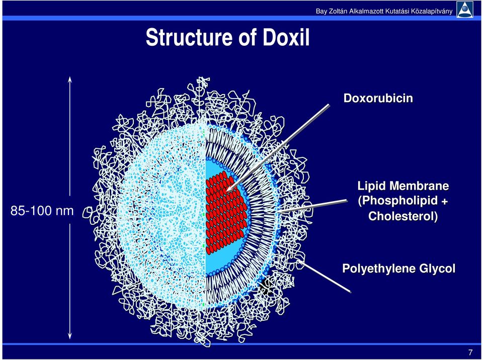 Lipid Membrane