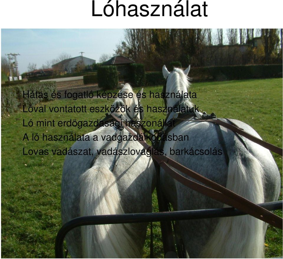 erdgazdasági haszonállat A ló használata a