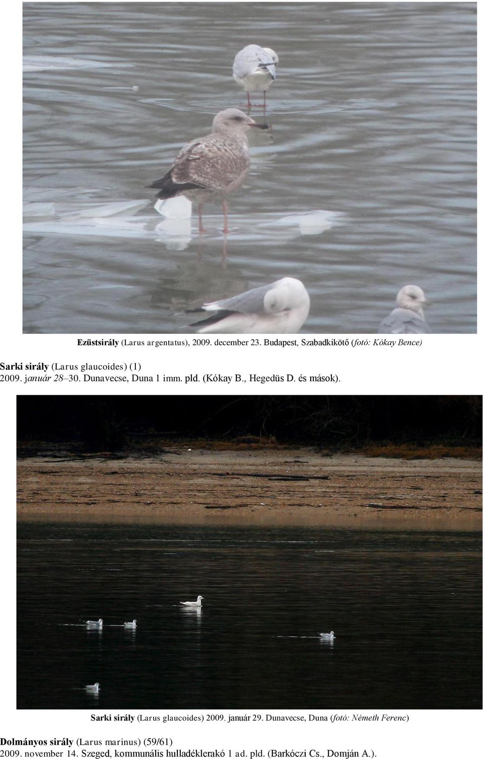 Dunavecse, Duna 1 imm. pld. (Kókay B., Hegedüs D. és mások). Sarki sirály (Larus glaucoides) 2009.