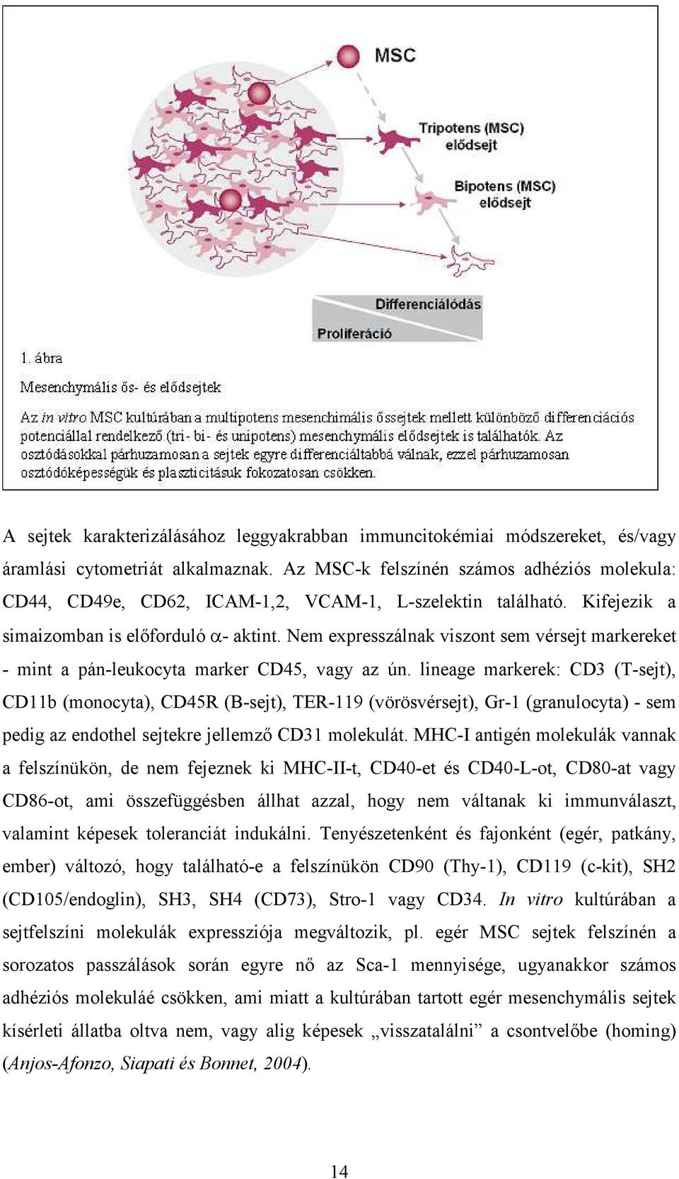 Nem expresszálnak viszont sem vérsejt markereket - mint a pán-leukocyta marker CD45, vagy az ún.