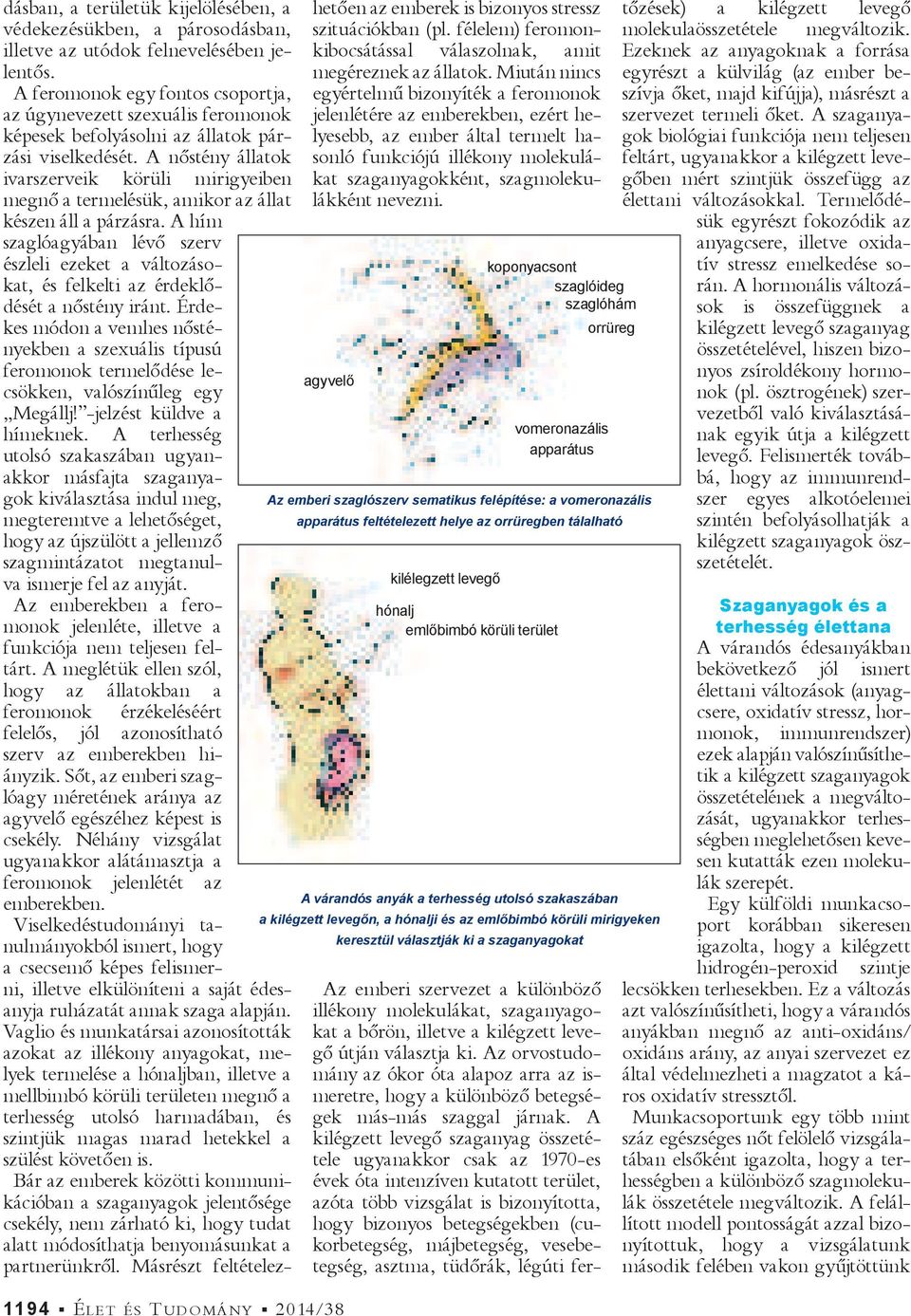 A nőstény állatok ivarszerveik körüli mirigyeiben megnő a termelésük, amikor az állat készen áll a párzásra.