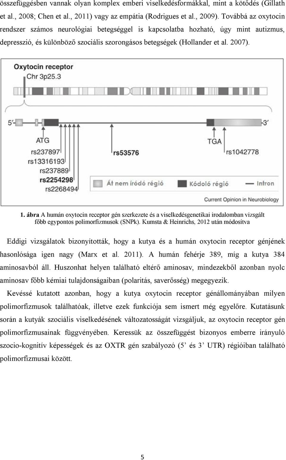 ábra A humán oxytocin receptor gén szerkezete és a viselkedésgenetikai irodalomban vizsgált főbb egypontos polimorfizmusok (SNPk).