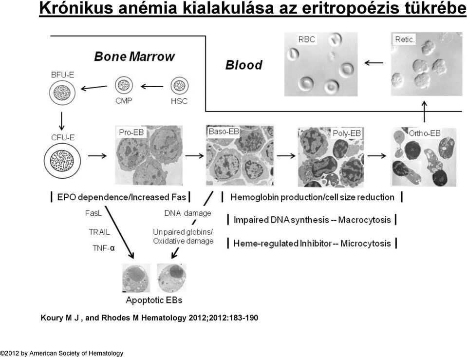 Rhodes M Hematology